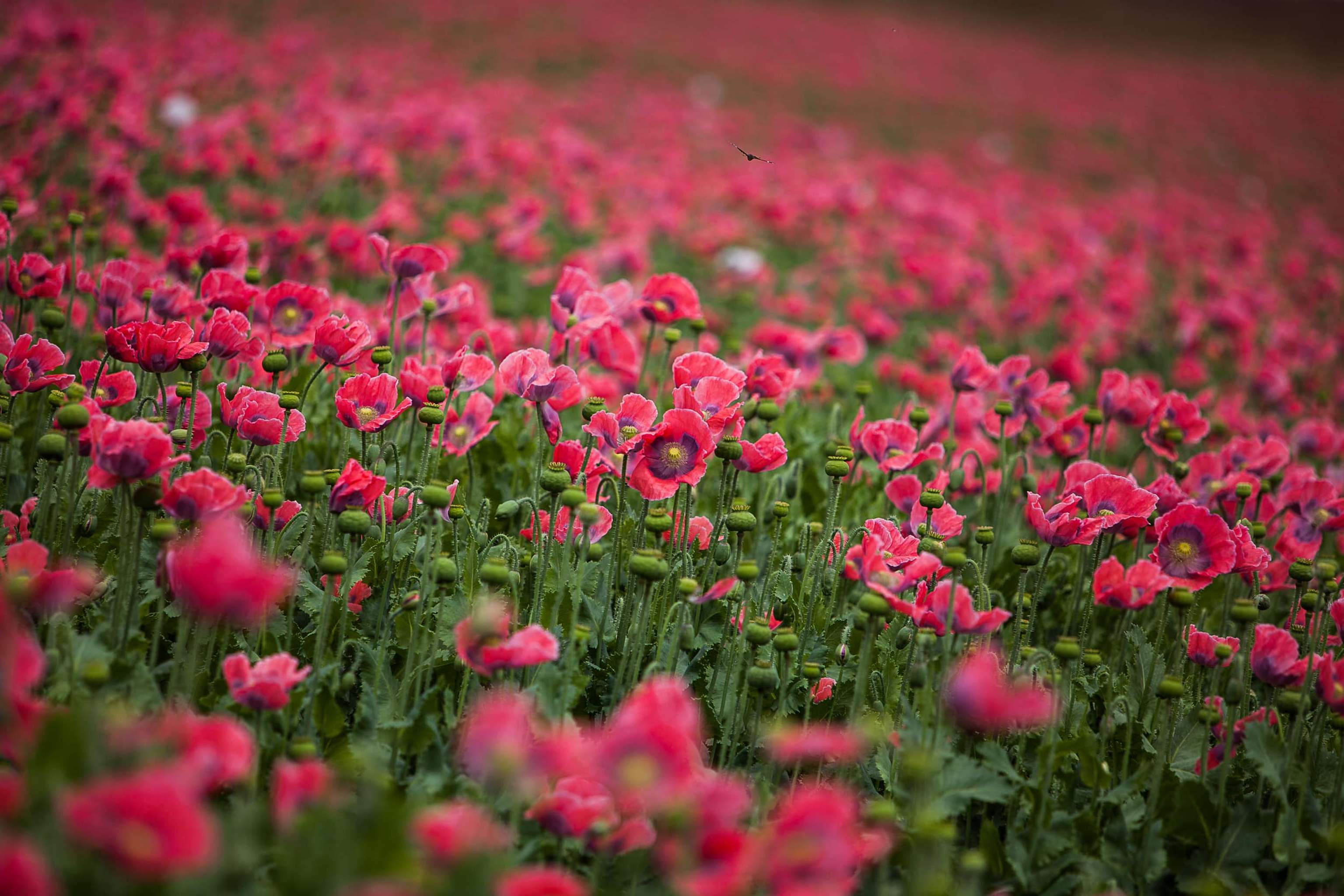 Graumohn- Edelrot Blüte