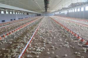 Tierhaltungsschwerpunkt: Von Stalleinrichtungen bis Tierkennung