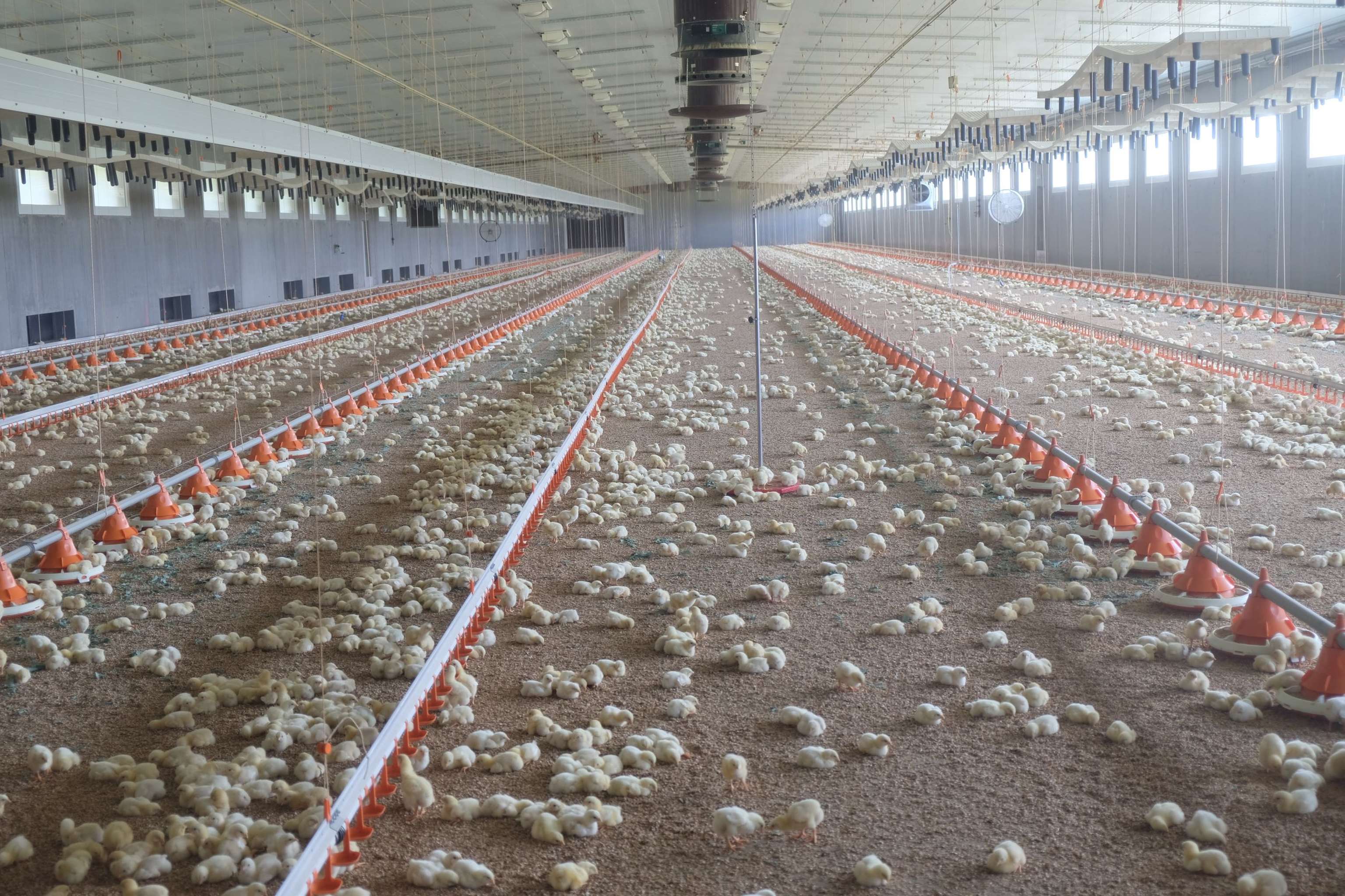 Tierhaltungsschwerpunkt: Von Stalleinrichtungen bis Tierkennung