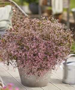 Der Zauberschnee „Lilly-Fee“ ist die Blume des Jahres 2025.