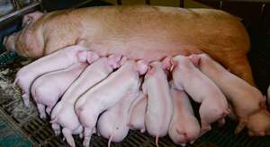 Fortuna zieht ihre Ferkel mit guten Muttereigenschaften auf.