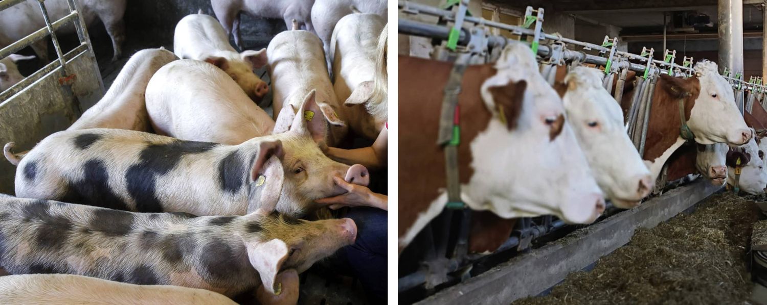 Tiere Bauernhof
