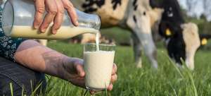Trinkmilch 26 ID90439