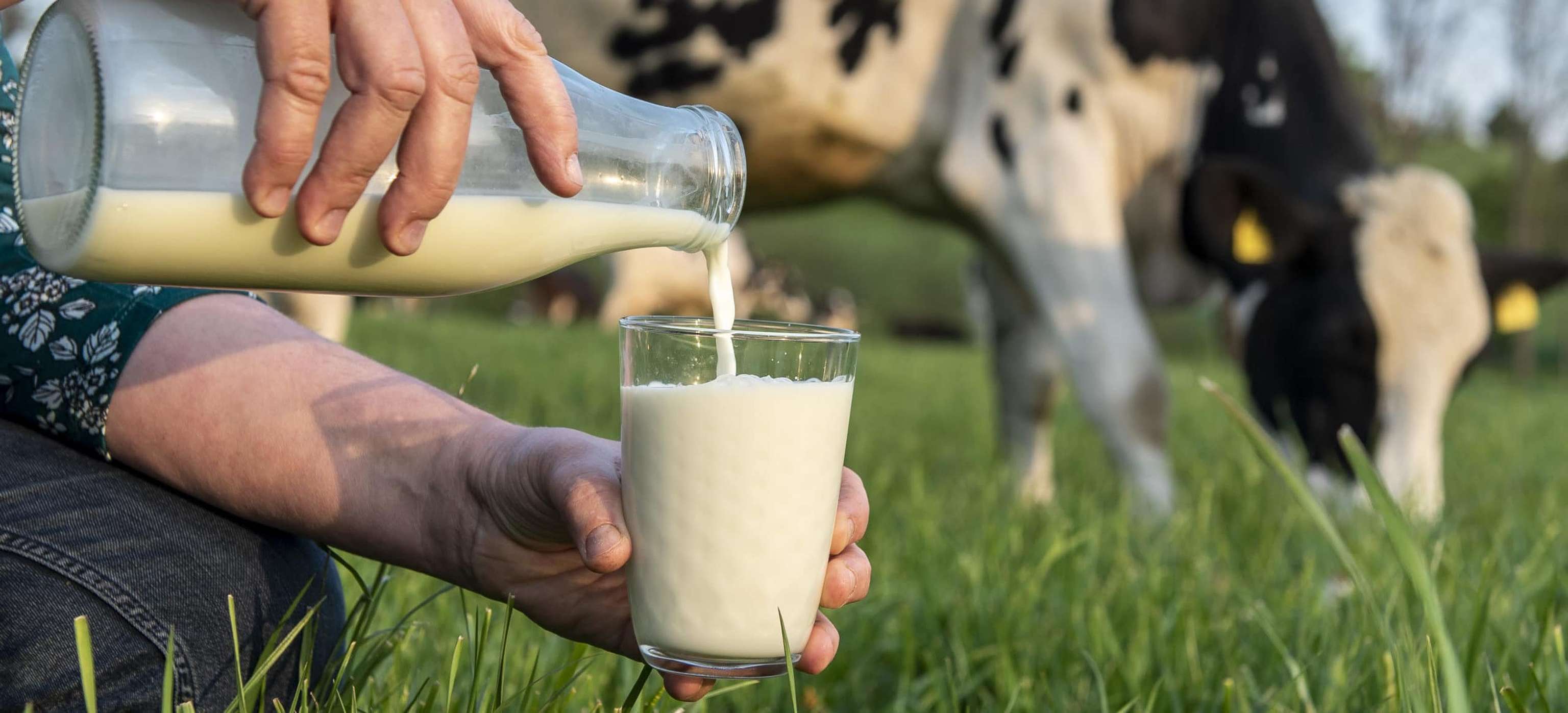 Trinkmilch 26 ID90439