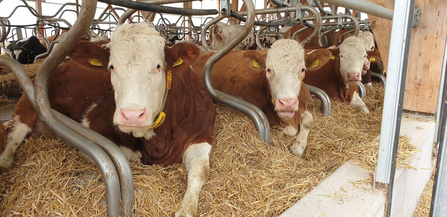 Die Nutztierhaltung werde in der Klima-Diskussion zu stark angeprangert, wird von Seiten der Landwirtschaftskammer Oberösterreich betont.
