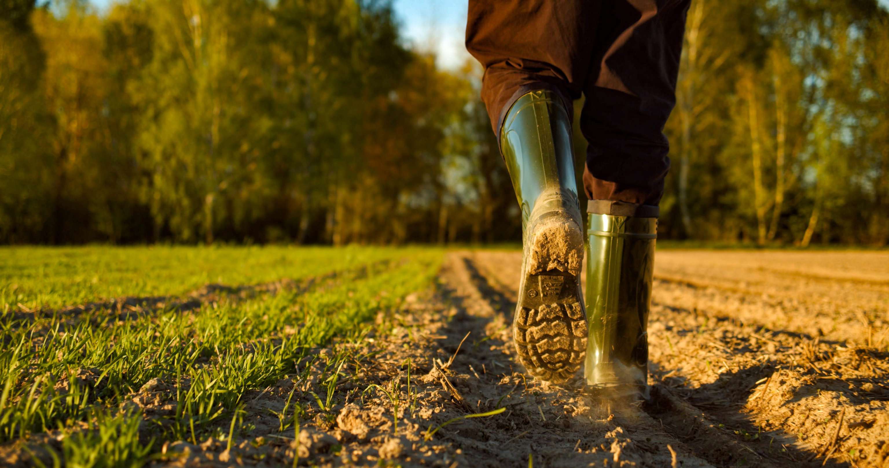 Close Up Of A Farmer’s Feet In Rubber Boots Walking Down A Farme