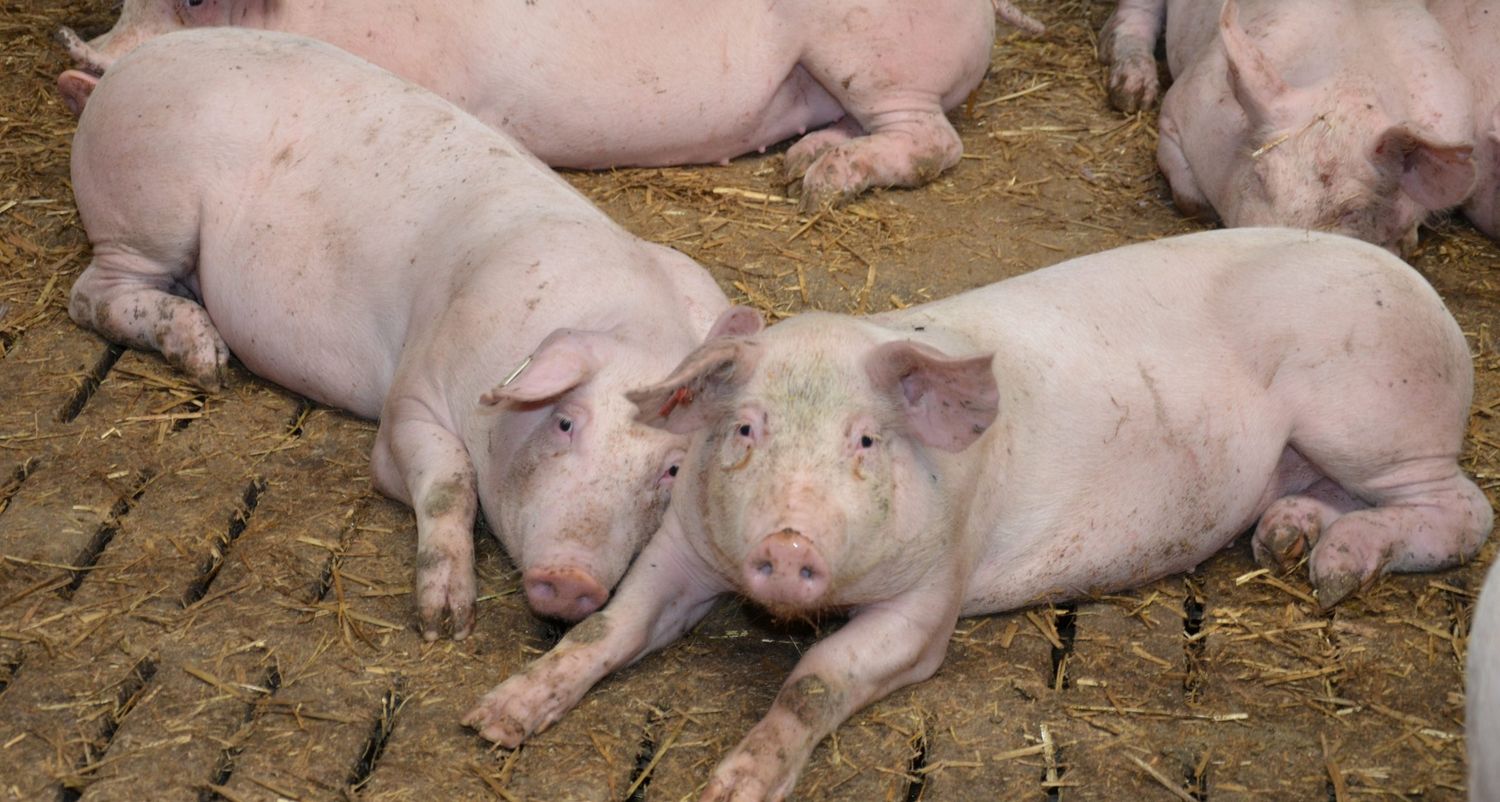 Schweinestall