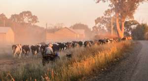 Rinderherde Australien