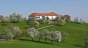 Mostobst Bluete 1 ID30073