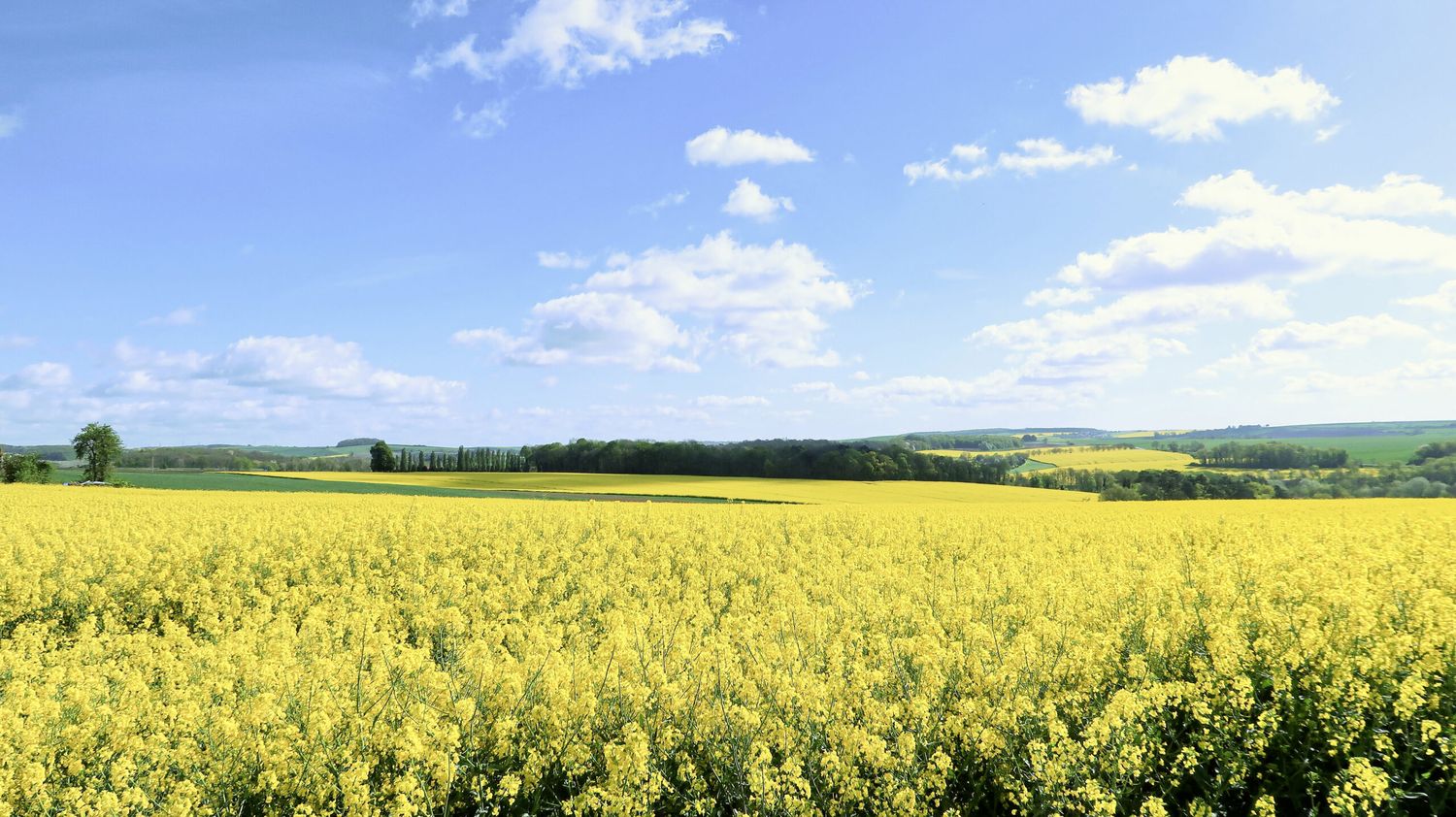 Rapsfeld