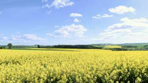 Rapsfeld