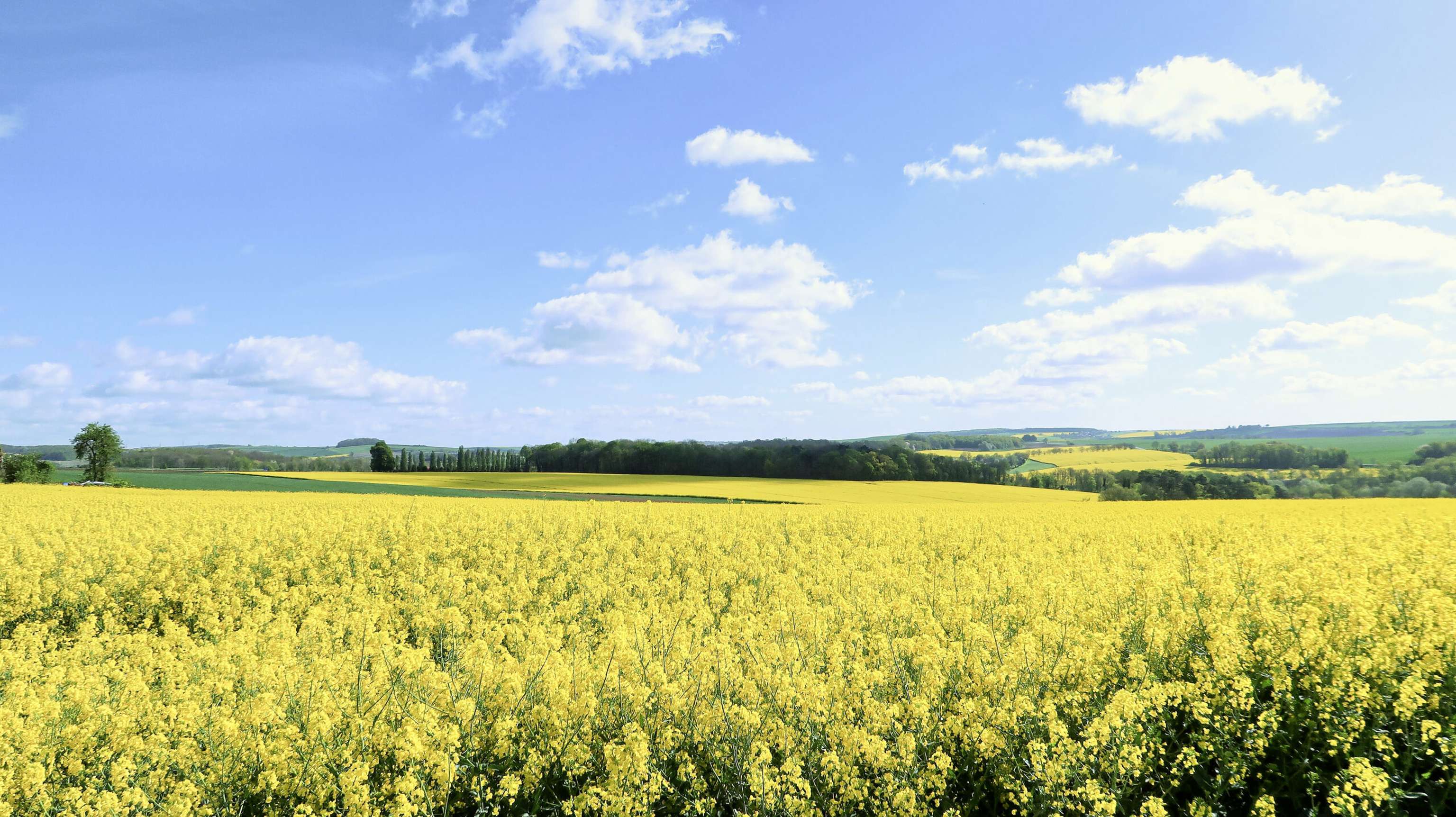 Rapsfeld