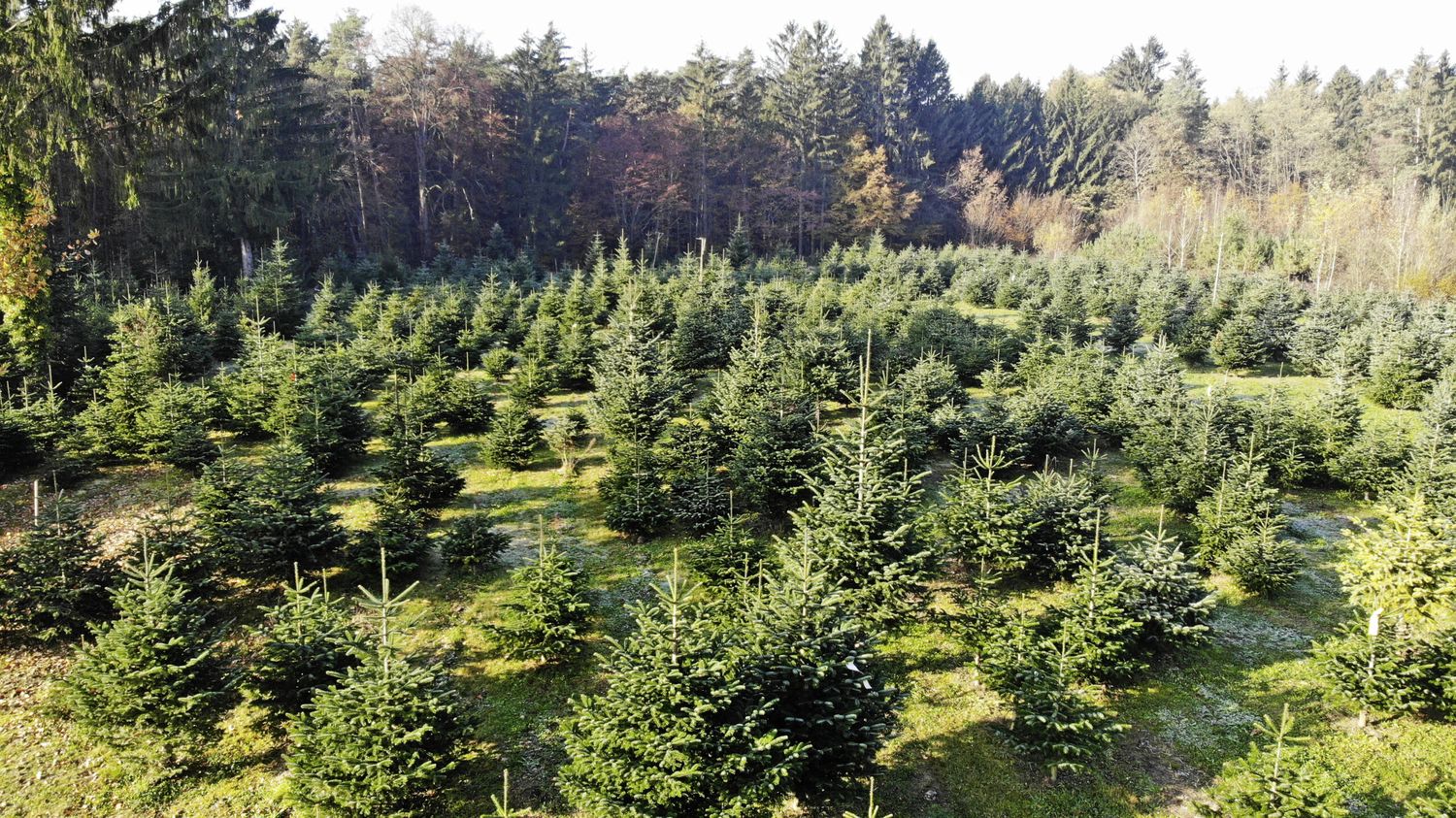 Christbaumkultur Bad Blumau