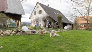 Hofhunde