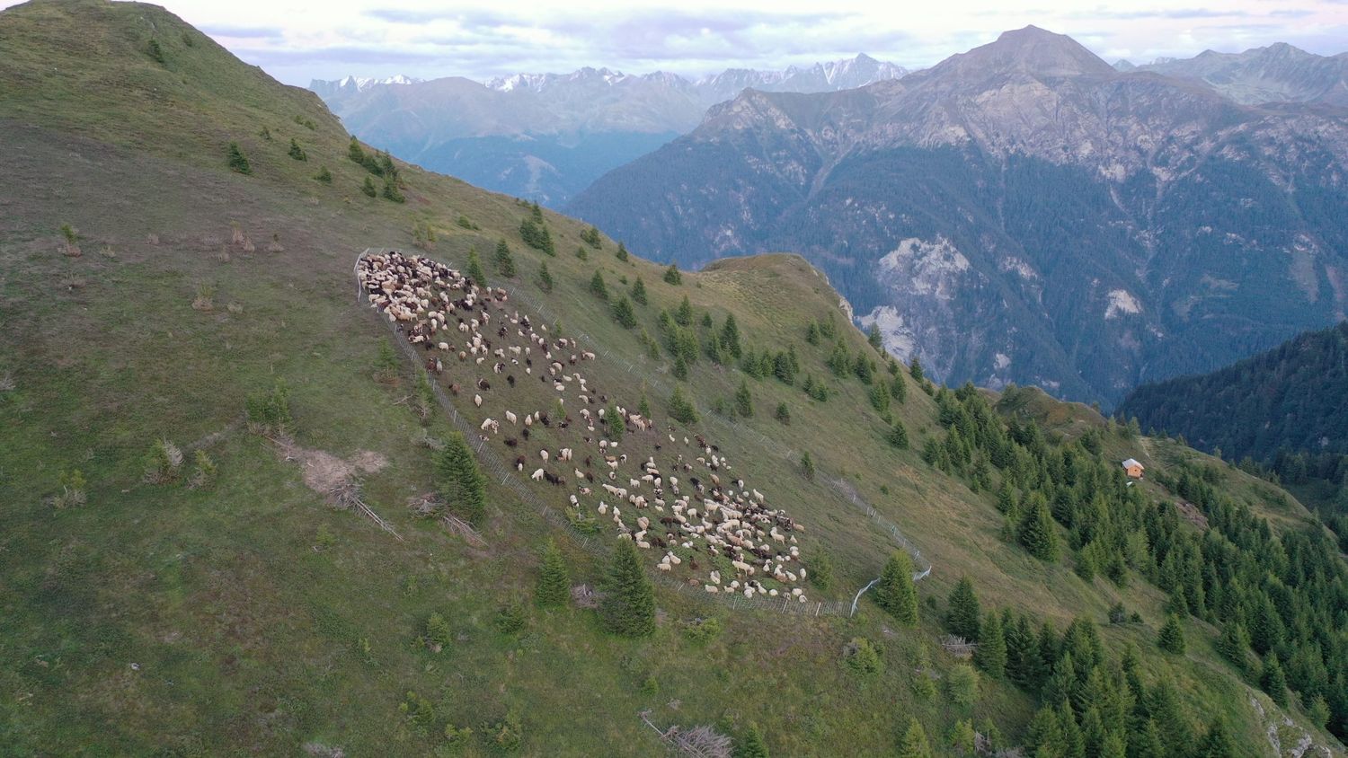 Auf der Spisser Schafbergalm wurden die 800 Schafe im Rahmen des Herdenschutz-Pilotprojekts vergangenen Sommer jeden Abend auf gemeinsamen, mit Herdenschutzzäunen umfassten Übernachtungsplätzen gesammelt.