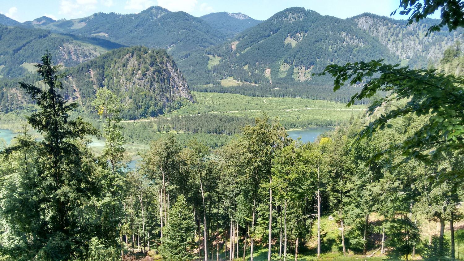 Heimischer Wald