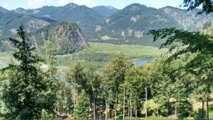 Heimischer Wald