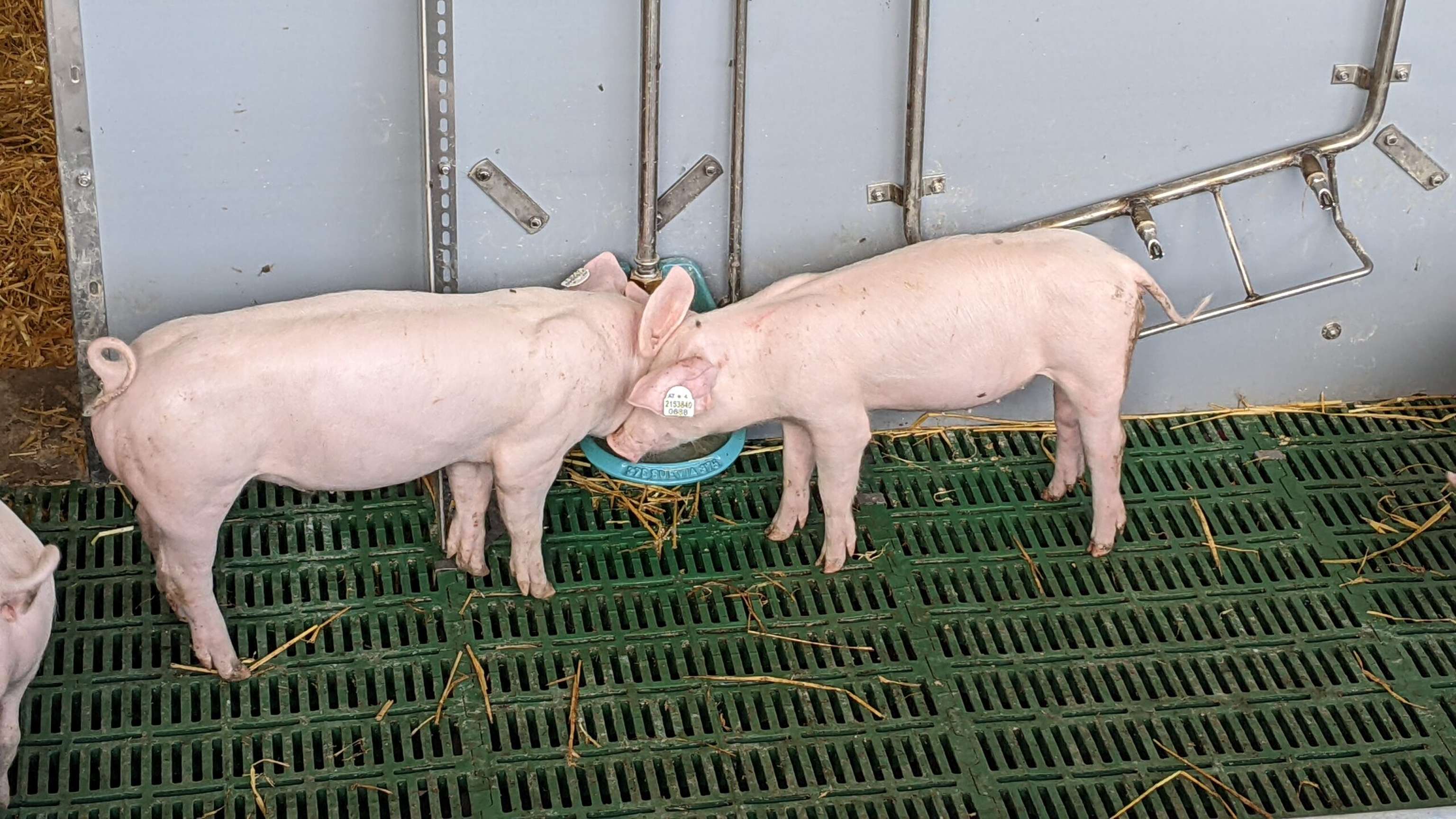 Schweine