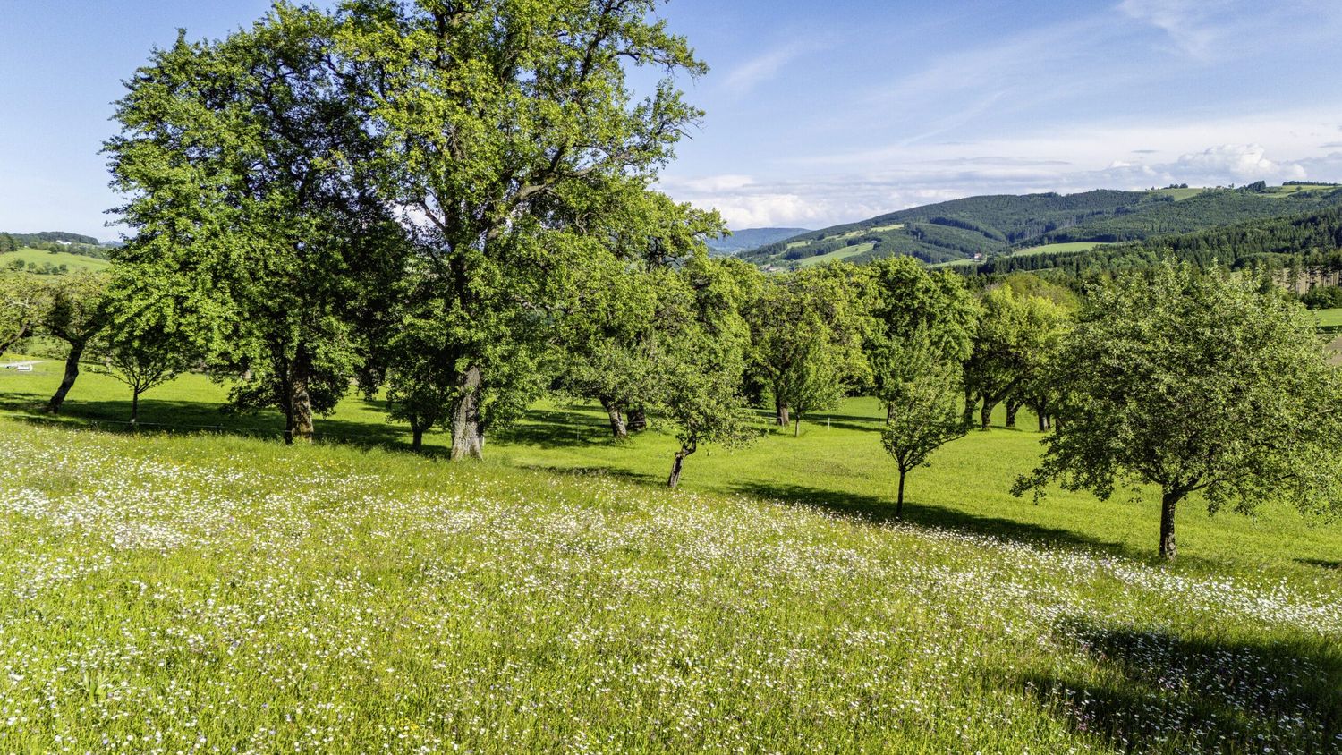 Typisches Landschaftsbild nicht nur im Mostviertel: Hochstammbäume prägen die Kulturlandschaft und sind ein Hort der Artenvielfalt.