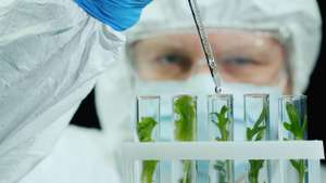 Scientist In Protective Jumpsuit And Glasses Works In The Laboratory With Samples Of Plants