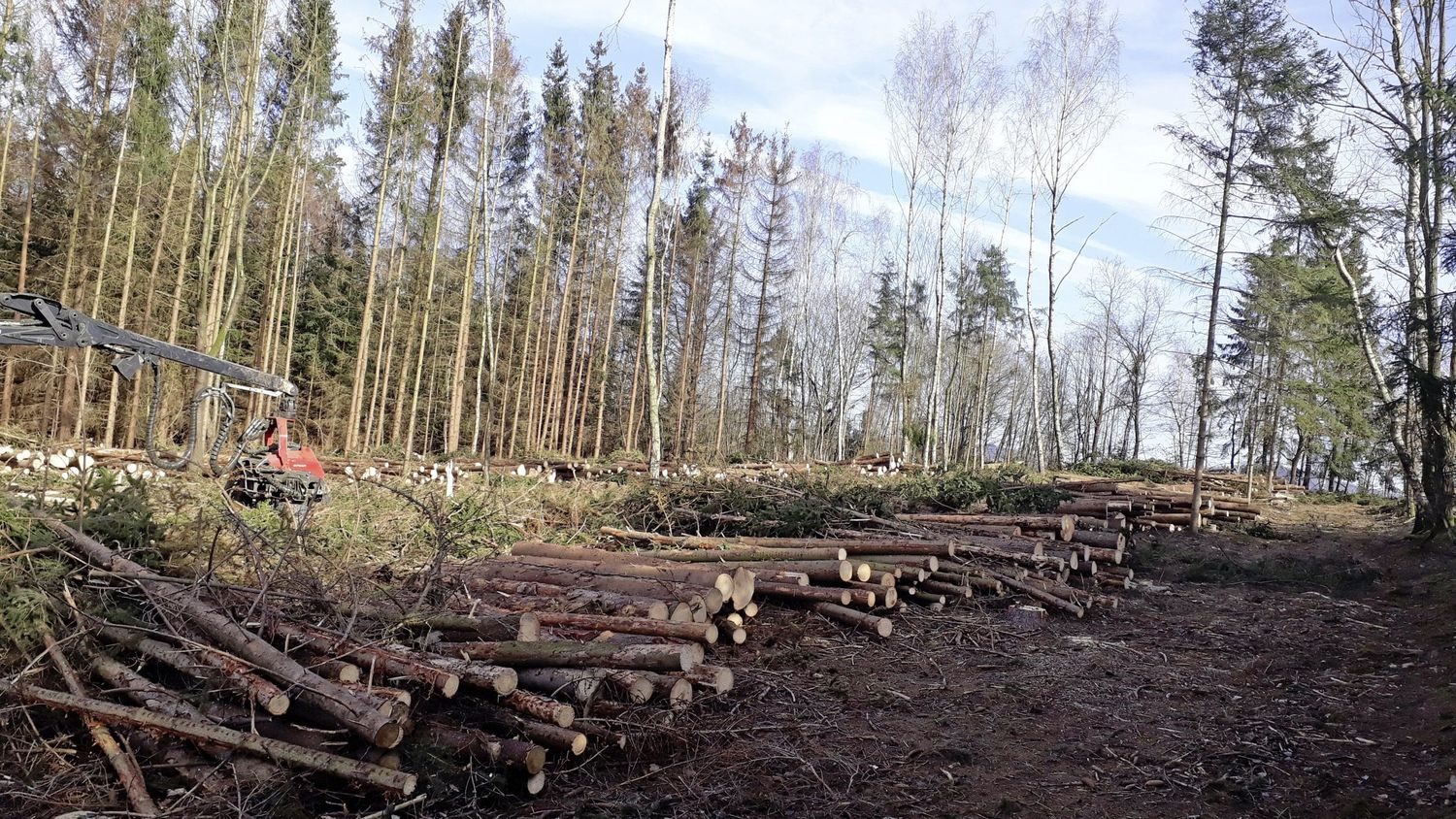 30 Hektar ihres Waldbestandes sind dem Borkenkäfer zum Opfer gefallen. Diese müssen von den Kellners in den kommenden Jahren neu aufgeforstet werden.