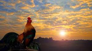 Beautiful Cock Crowing.