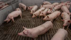 Mastschweine auf Spalten