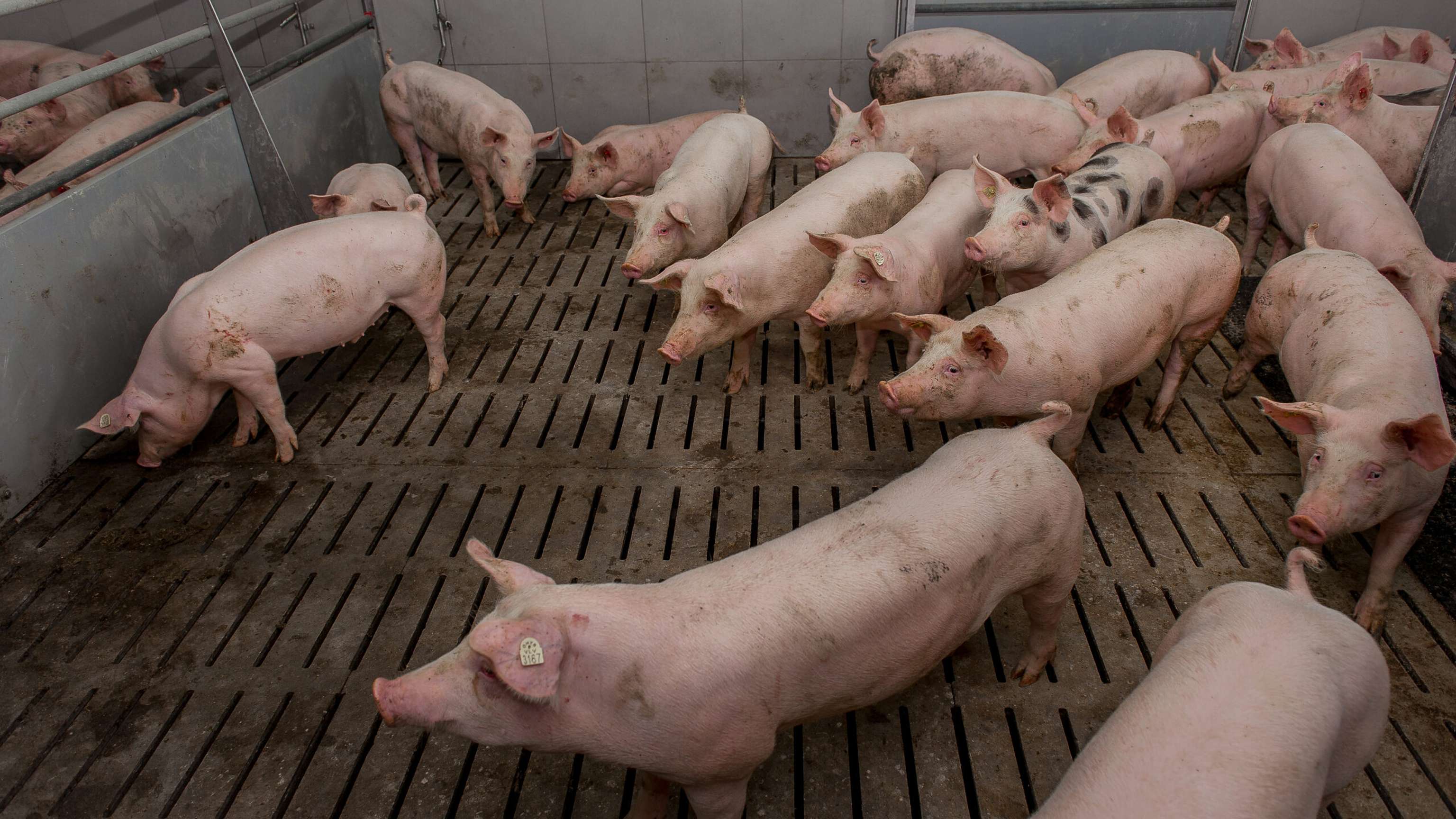 Mastschweine auf Spalten