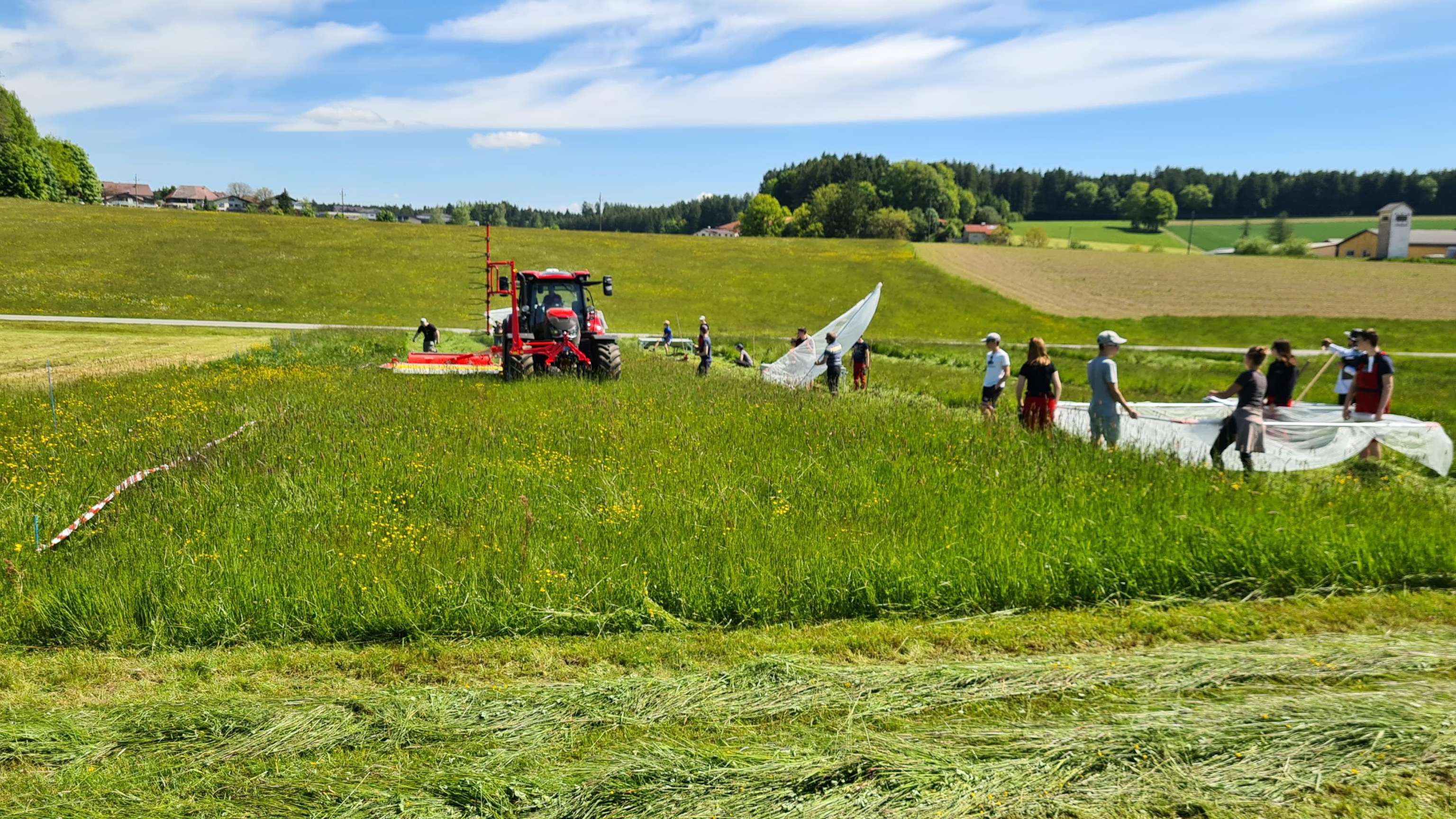 Aufwendiges Versuchsprojekt: Unmittelbar nach der Mahd, hier auf einem Feld in Frankenmarkt mit Hilfe von Schülern der landwirtschaftlichen Schule Vöcklabruck, erfolgte die Erfassung jener Insekten, die beim Wegfliegen ins Netz gingen, sowie jener, die aus dem liegendem Mähgut geschüttelt und eingesammelt wurden.
