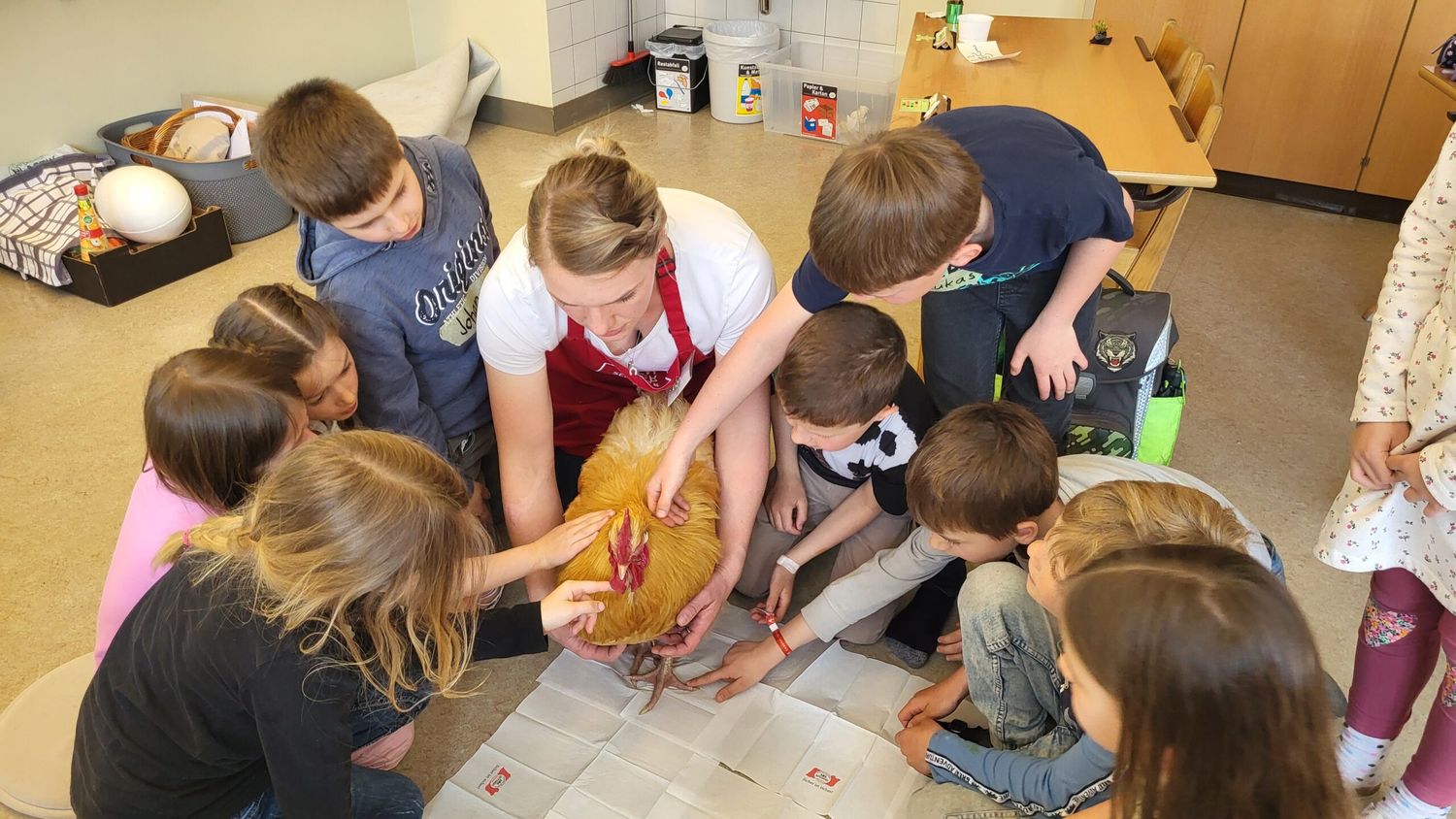 Hahn in Schule