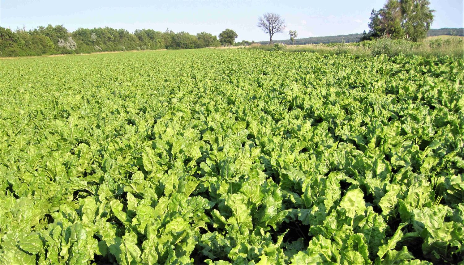 Rübenanbau mit Kwizda Agro