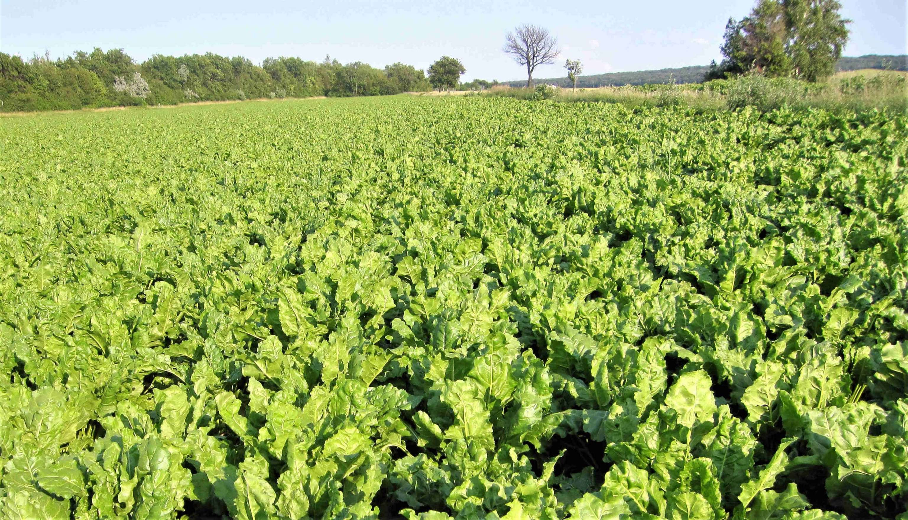 Rübenanbau mit Kwizda Agro