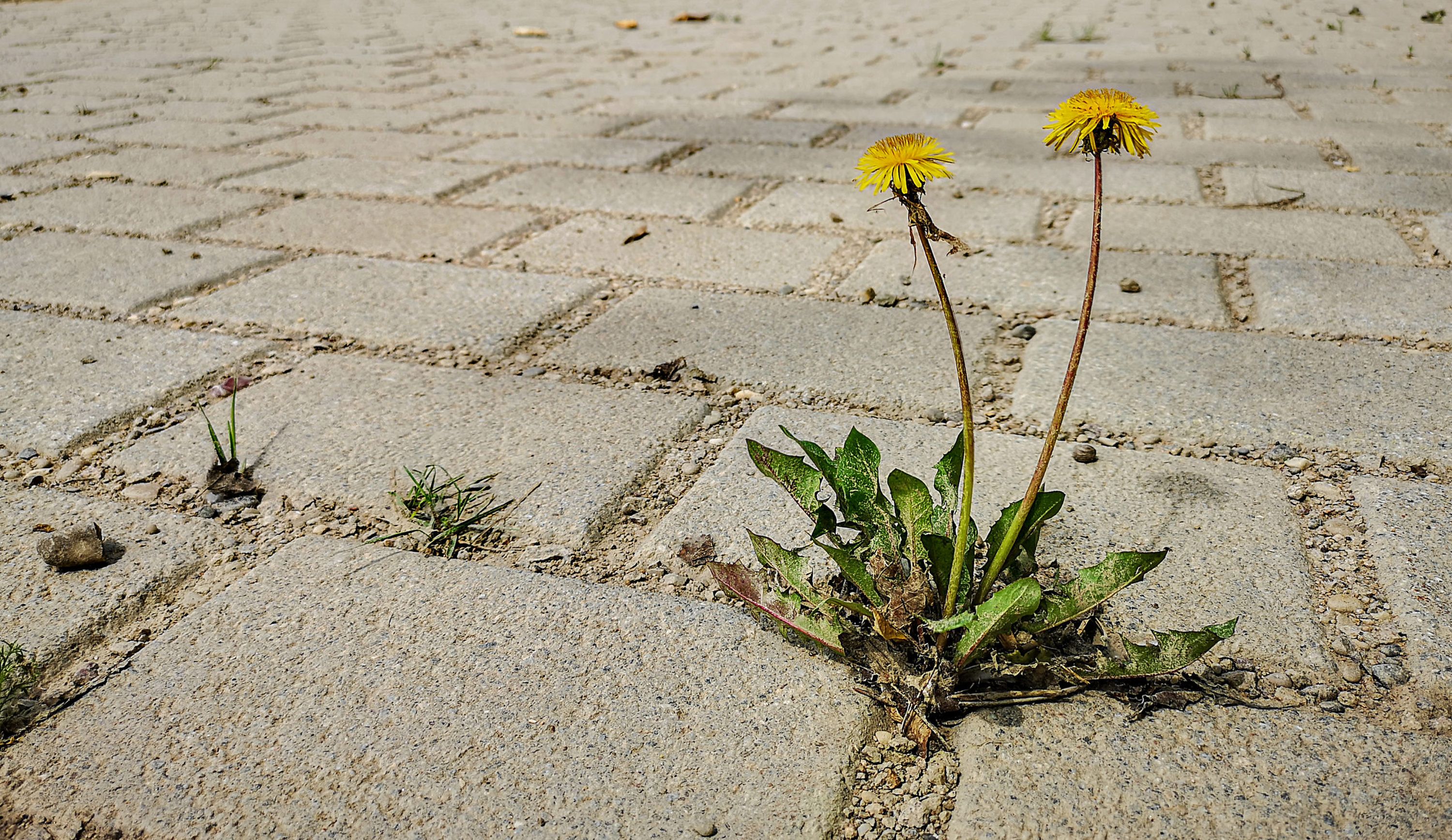 AdobeStock_382926946-scaled.jpeg