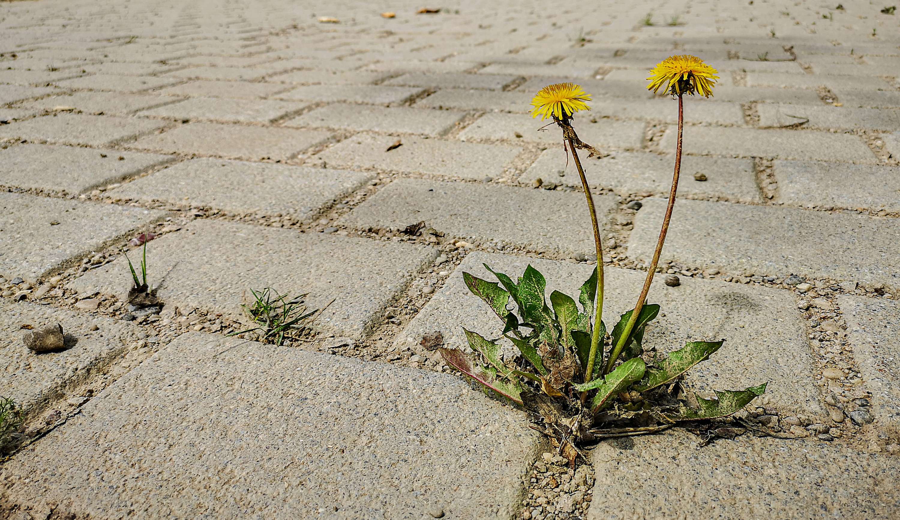 AdobeStock_382926946-scaled.jpeg