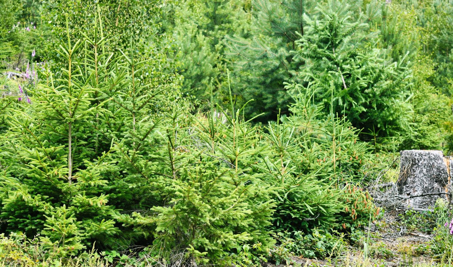 Junger Mischwald Anfang des Sommers
