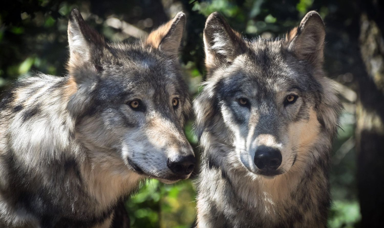 Wolf 2984865