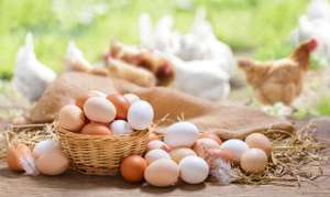 Colorful Chicken Eggs On A Wooden Table In The Chicken Farm