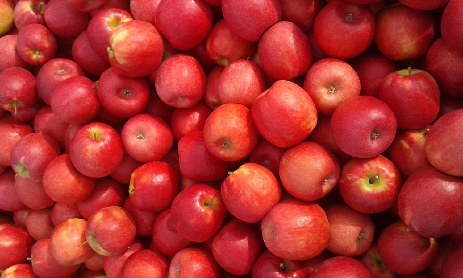 Die Sorten Pink Lady, Granny Smith und Golden Delicious zeigten positive Effekte.