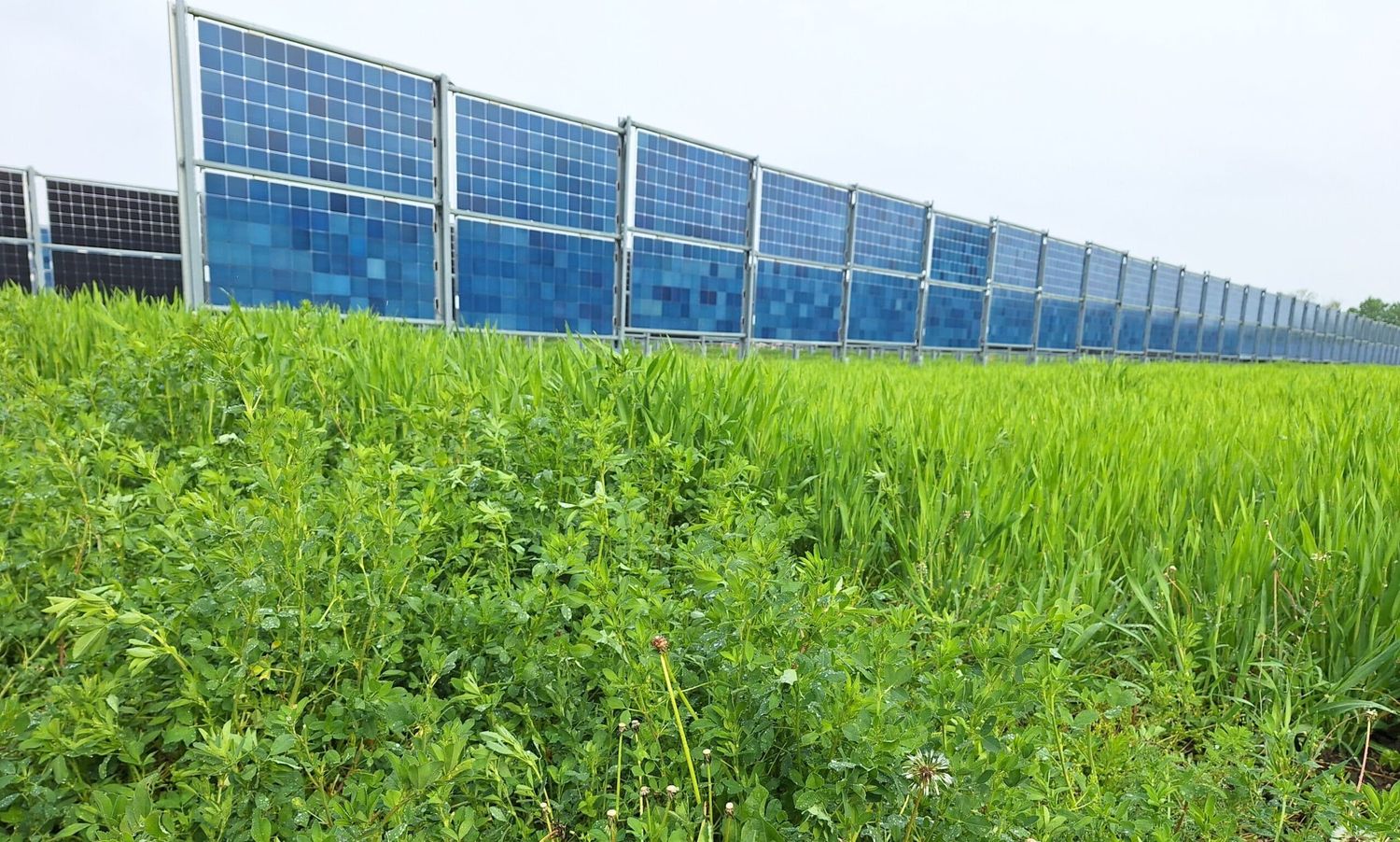 Bifaziale PV-Module in der Anlage Schafflerhofstraße der Wien Energie. Die Reihen sind in 10 Meter Abstand angeordnet.