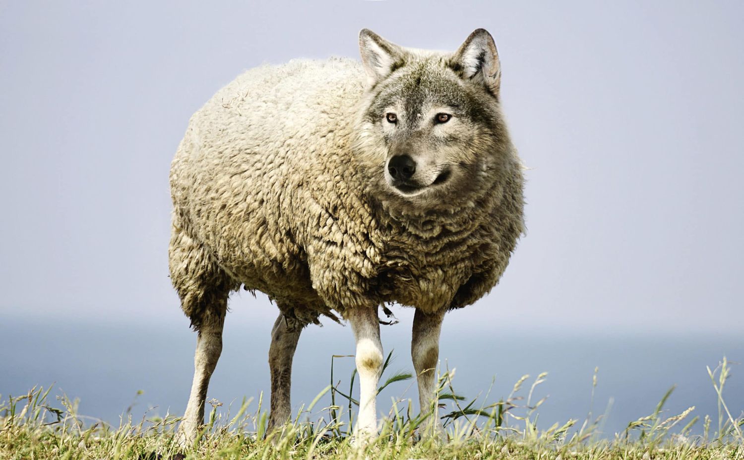 Wolf In Sheeps Clothing 2577813