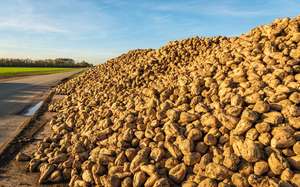 Large Heap Of Harvested Sugar Beets On The Roadside