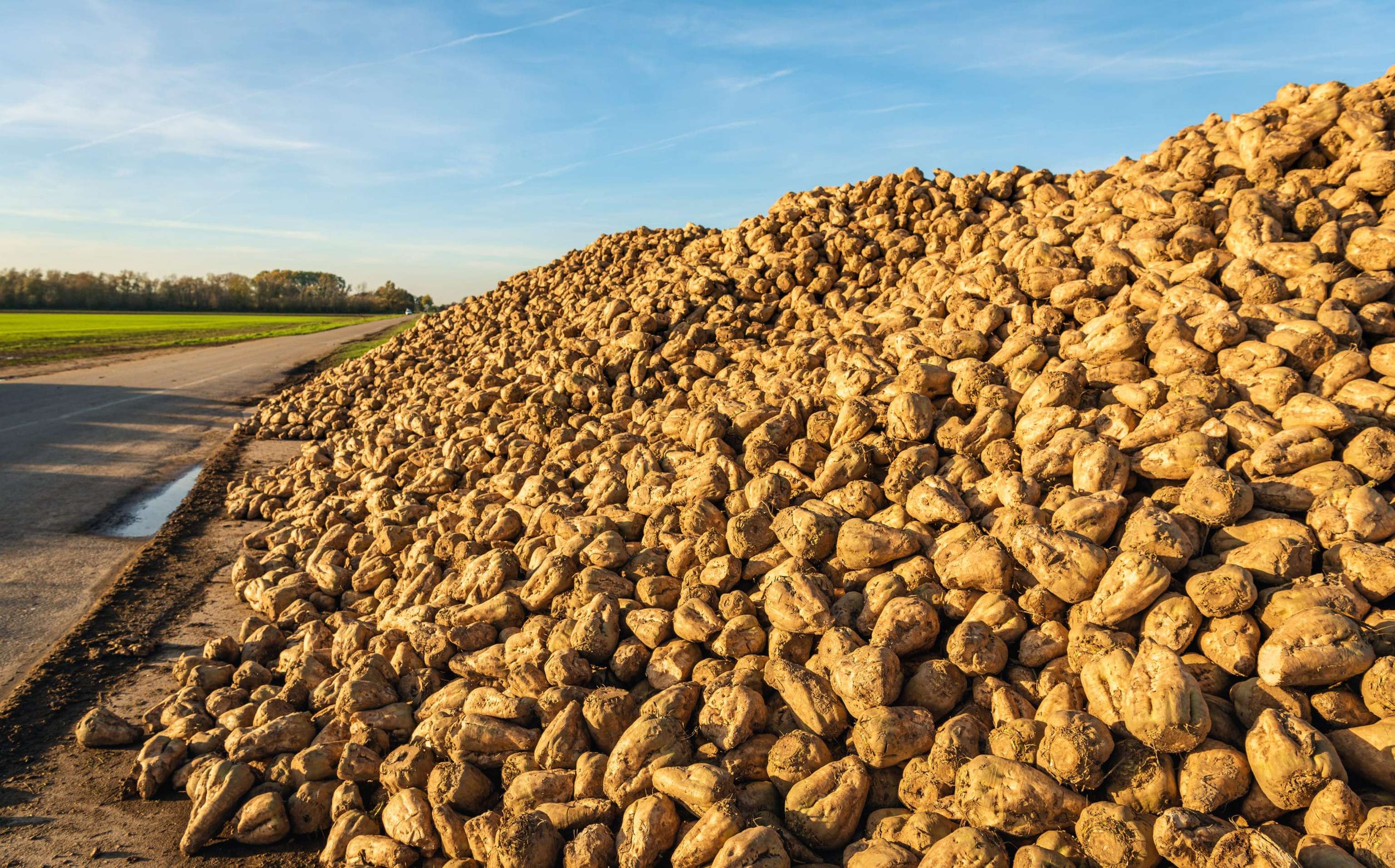 Large Heap Of Harvested Sugar Beets On The Roadside