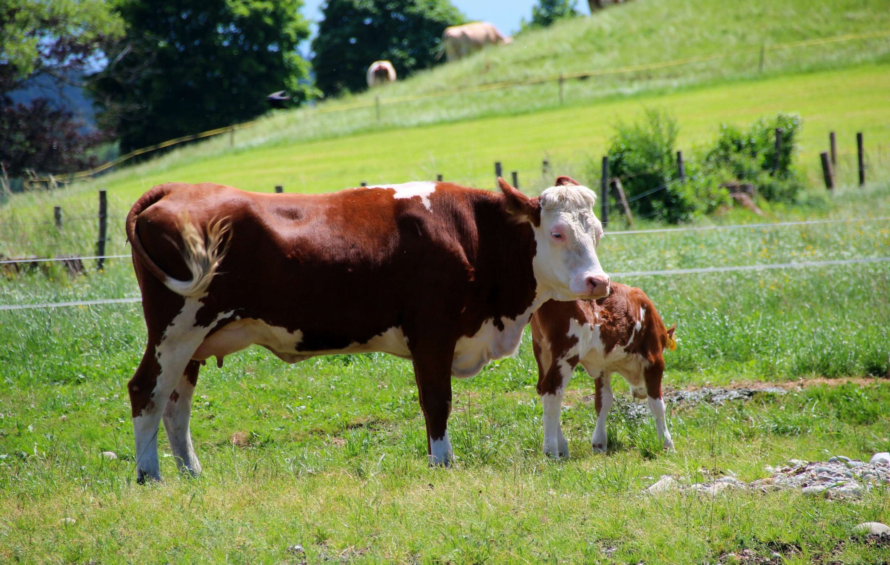 Artgerechte Tierhaltung Kuh Mit Kalb