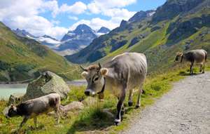 Cow 908796