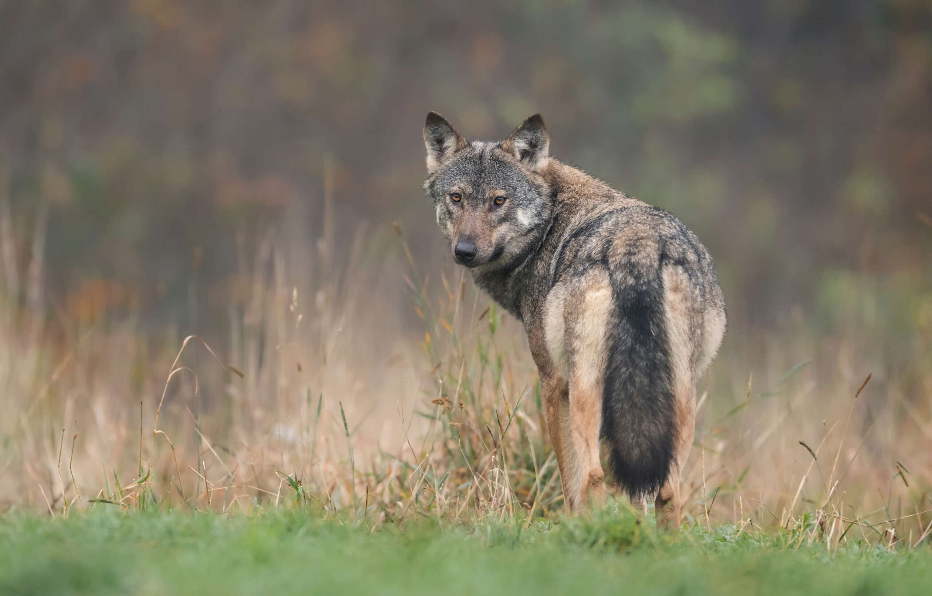 Wolf