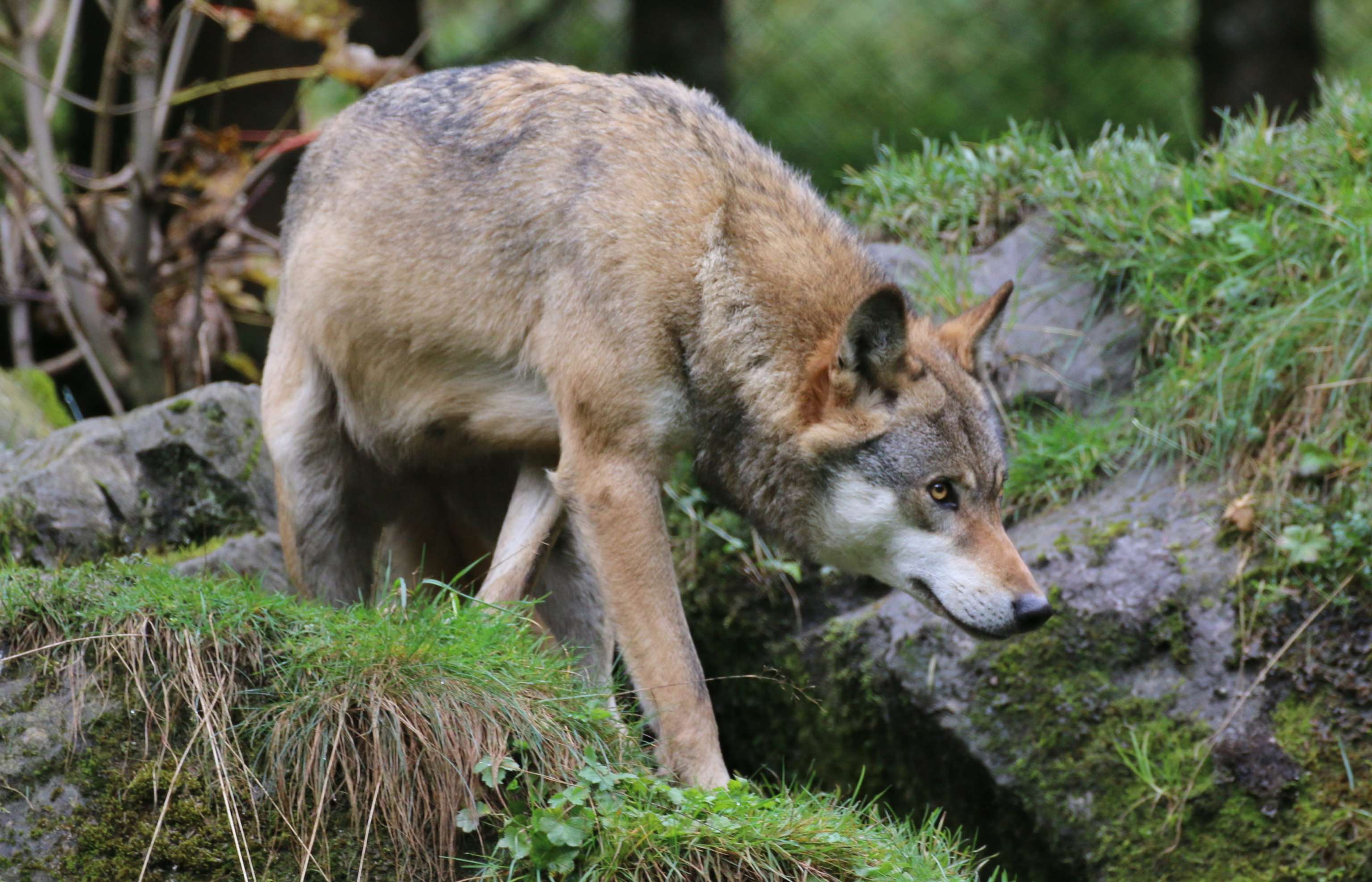 Wolf Nimmt Beute Ins Visier.