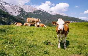 Alm Idylle