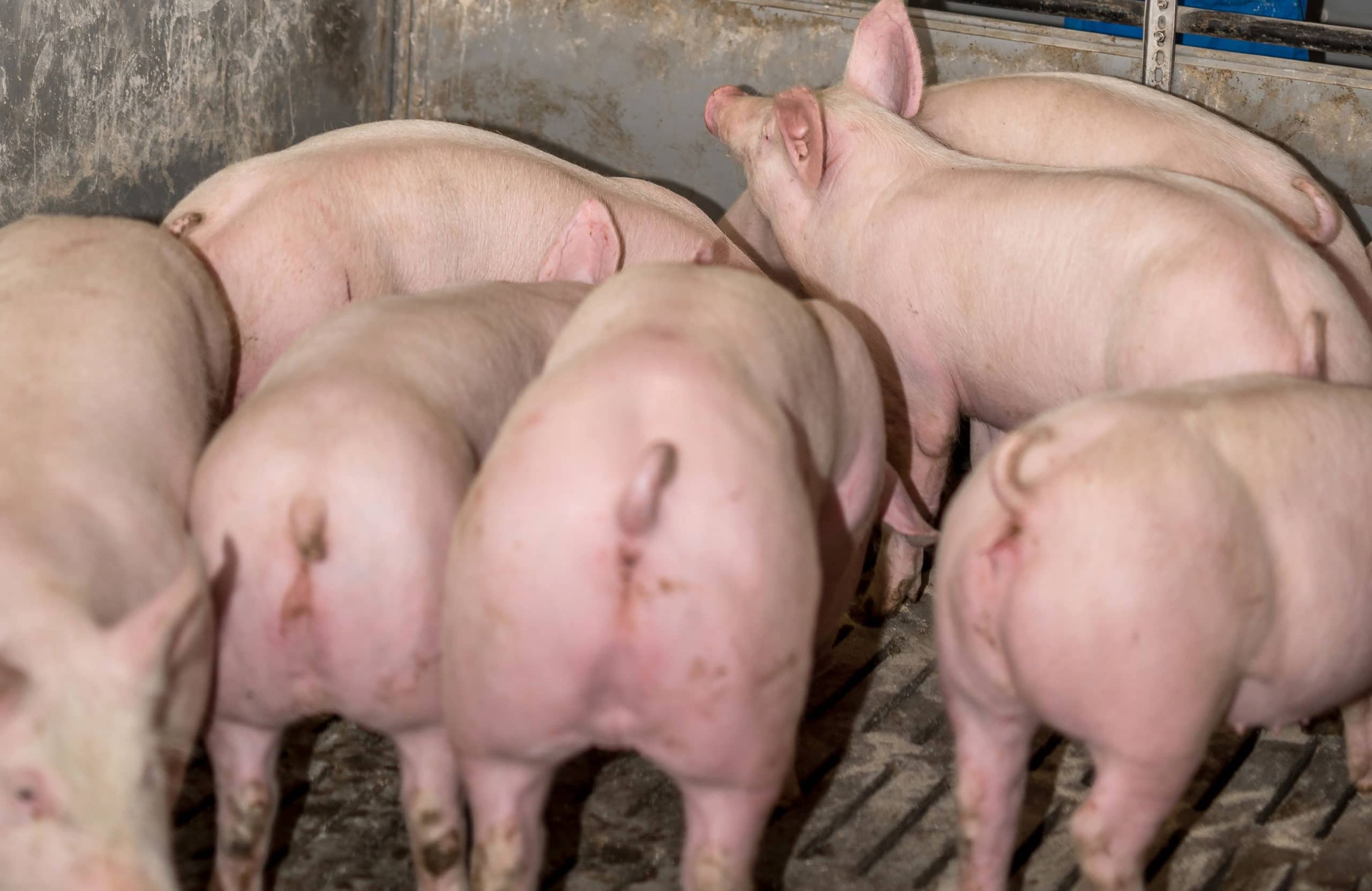 “Gourmetfein” zahlt um 20 % mehr für Schweinefleisch. FOTO: agrarfoto.com
