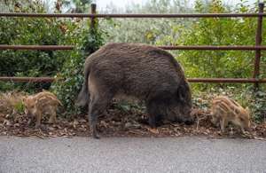 Wild Boar In The City