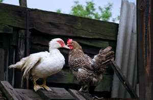 Ente und Huhn